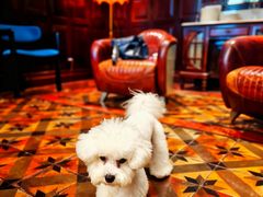 -翊宠yipet猫狗购宠庄园犬舍•猫舍