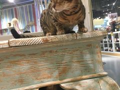 猫-小时光咖啡馆(开森度假森林店)
