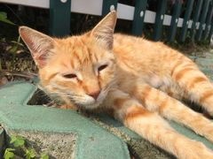 -上海市徐汇区枫林幼儿园(小木桥路)