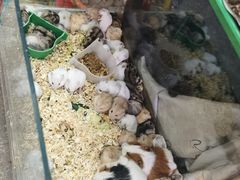 -双季花艺园艺市场(浦东店)