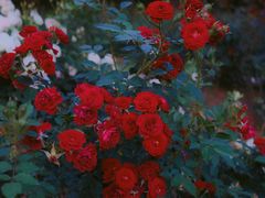 -人民公园(罗湖区)