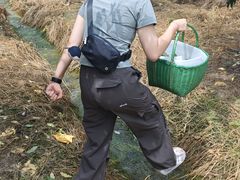 -老袁家蜜桃农场·阳山水蜜桃