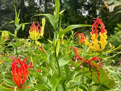-中国科学院西双版纳热带植物园