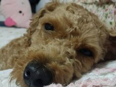 -美联众合动物医院·24h京西诊疗中心