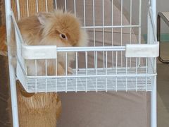 -怪兽屋·羊驼·猫咖·狗咖(俊华广场店)