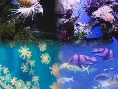 -南昌海洋公园