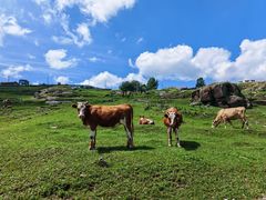 -芦芽山旅游度假区