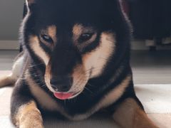 -PETKIT小佩宠物(古北店)