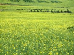 -扁都口生态休闲旅游区
