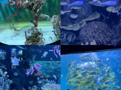 -左海海底世界