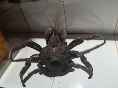 -海盗餐厅