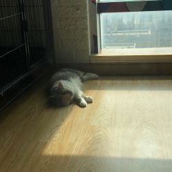 -英刺青 纹身 洗纹身