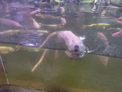 -正佳雨林生态植物园