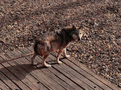 -大连森林动物园