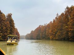 -上海海湾国家森林公园