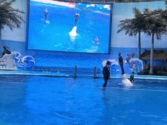 -海合安成都极地海洋公园
