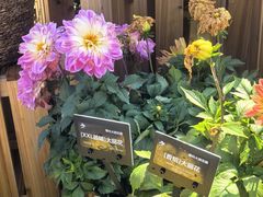 -上海植物园-4号门售票处