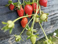 -会江钓鱼钓虾烧烤场