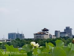 -莲花池公园