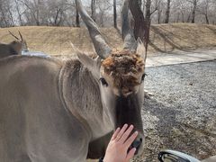 -北京野生动物园