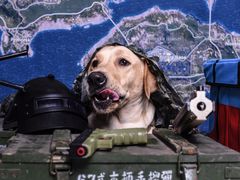 -读宠于你·约克夏比熊·睫角守宫·爬宠售卖(高新店)