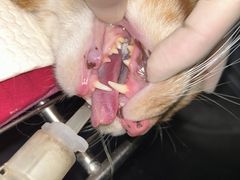-御宝贝·A梦猫科宠物医院(国际猫友好医院)