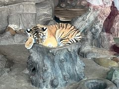 -横道河子东北虎林园