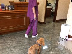 -宠爱国际动物医院· 猫科· 外科·中兽医(长白店)