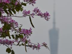 -海珠湖公园
