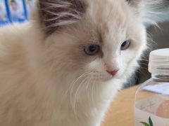 -伟伟宠物医院·瑞派猫友好医院·猫科(光谷店)
