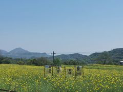 -桑洲油菜花景区