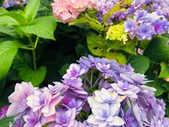 -上海共青森林公园