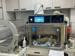 -A猫a狗全科·犬猫异宠·芥西宠物医院(南开总院)