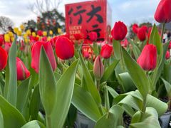 -荷兰花海