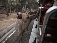 -清迈夜间动物园