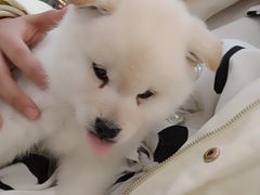 -柴犬小屋·柴餐厅·狗咖食堂(金鼎广场店)