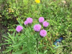 -楠溪江风景名胜区