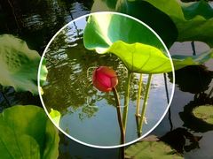 -惠州西湖丰渚园