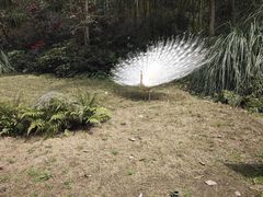 -都江堰中华大熊猫苑