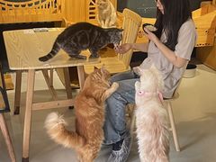 -豆逗聊愈猫阁Easy Life
