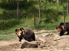 -青藏高原野生动物园