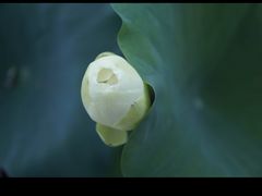 -厦门园林博览苑