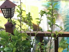 -卡伦普纳卡度假村