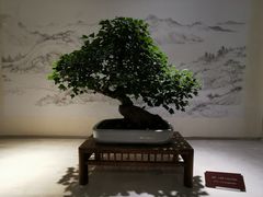 -盆景园(扬州大运河文化旅游度假区)