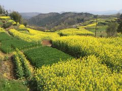 -桑洲油菜花景区