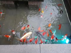 -辉哥火锅(虹桥路店)