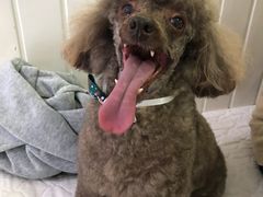 -BABYDOG宝贝狗宠物乐园(欧洲城店)