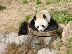 -栾川竹海野生动物园