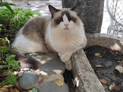 -喵屿·大理花园猫咖