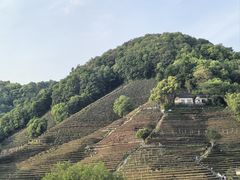 -阿巧茶庄